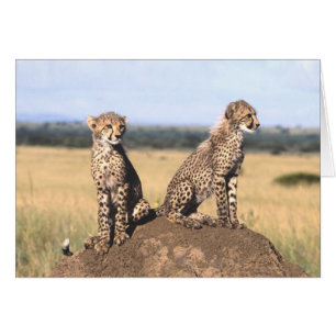 Le guépard CUB cardent
