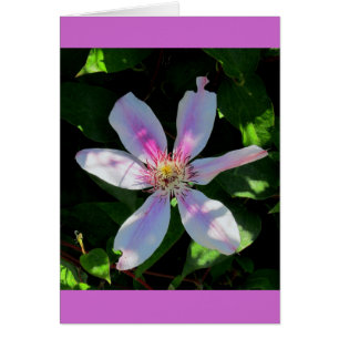 Le jardin aux fleurs de maman