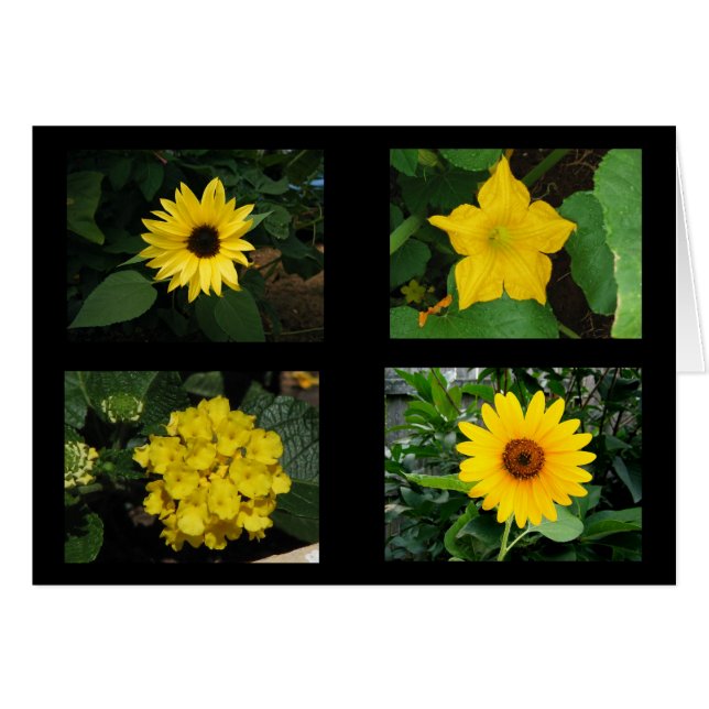 Le jaune fleurit la collection (Devant horizontal)