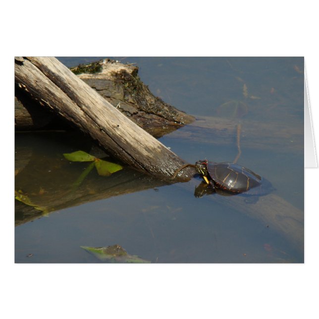 Le jour de congé de la tortue (Devant horizontal)
