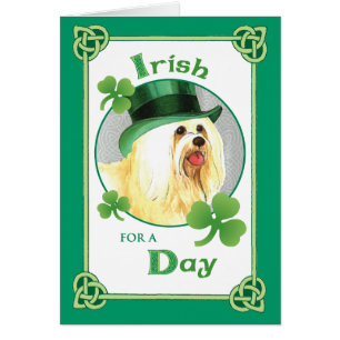 Le jour Havanese de St Patrick