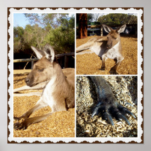 Le Kangaroo Photo Collage, Poster