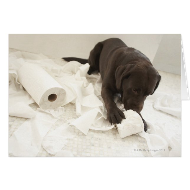 Le labrador brun chocolat. (Devant horizontal)
