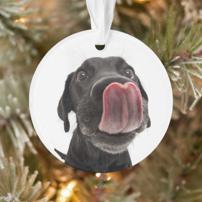 Le Labrador Noir se lâche le nez (Arbre)