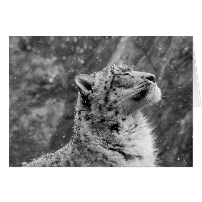 Le léopard des neiges pacifique (Devant horizontal)