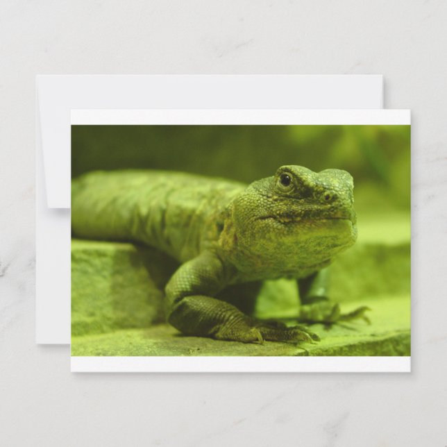 Le Lézard Vert (Devant)