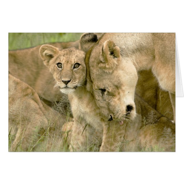 Le lion CUB poussant du nez avec lui est mère (Devant horizontal)