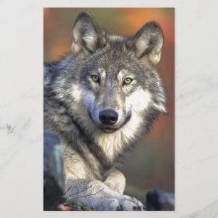 Le loup