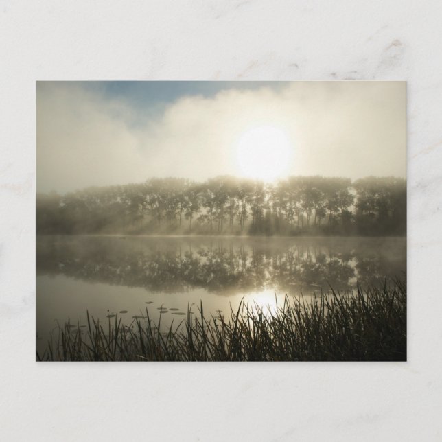 Le matin bruyant - Carte postale (Devant)