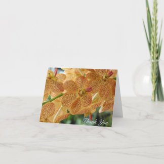 Le Merci a pointillé l'orchidée (le blanc à