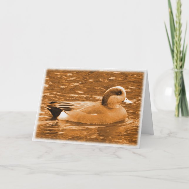 Le Merci Wigeon américain pour aider (Devant)