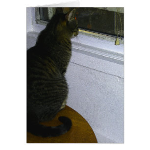 Le monde des chats