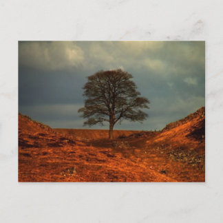 Le mur d'Hadrien  Sycamore Gap  - Carte postale