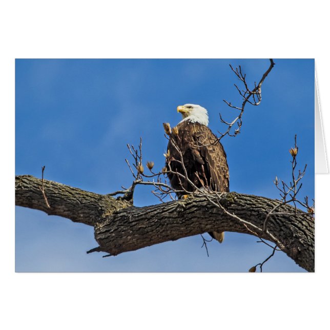 Le Noble aigle des chauves-souris (Devant horizontal)