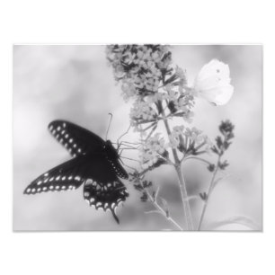 Le noir et l'une photographie blanche de papillon