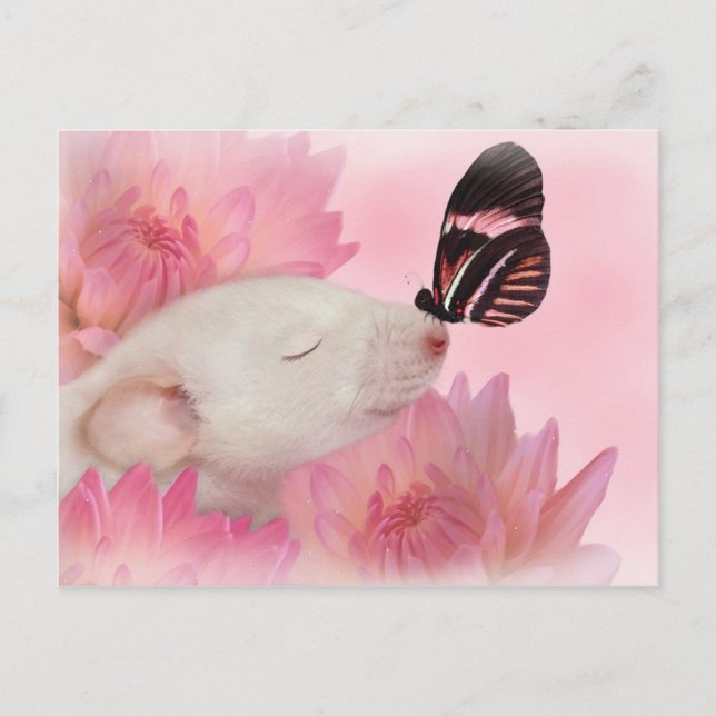 Le papillon embrasse la carte postale (Devant)