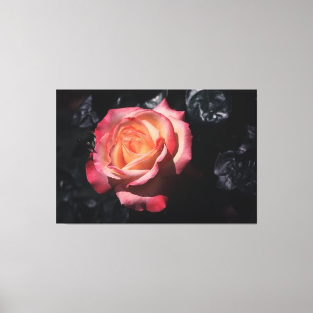 Le parfum de la Rose Floribunda Sheila sur toile (Recto)