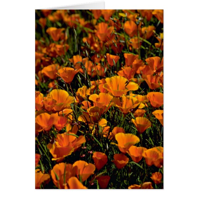 Le pavot fleurit les fleurs roses (Devant)