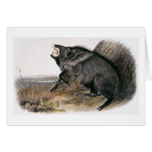 Le Peccary colleté d'Audubon (Devant horizontal)