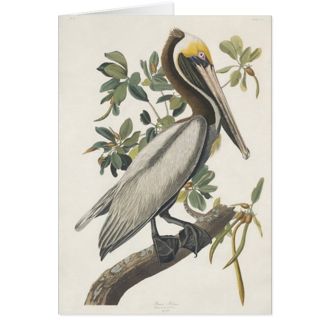Le pélican Brown d'Audubon (Devant)