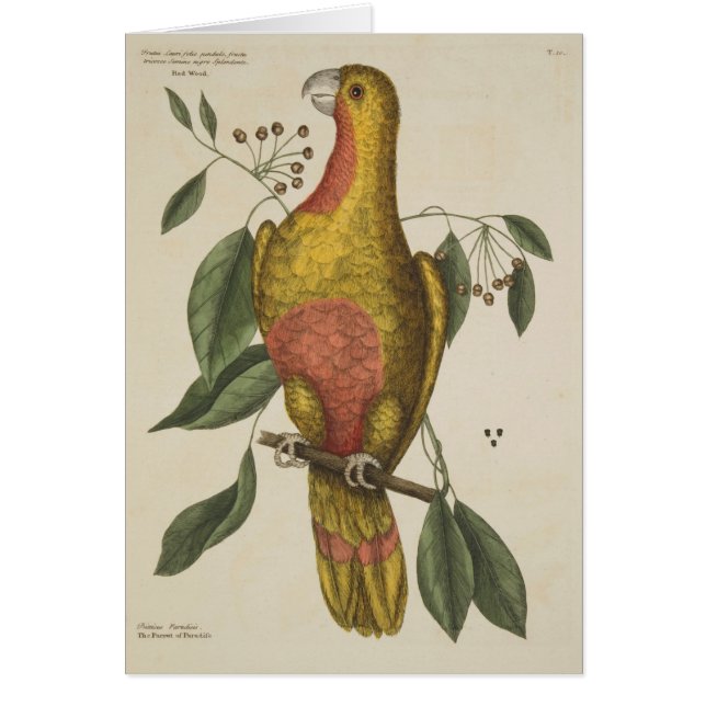 "Le perroquet du Paradis" (Devant)