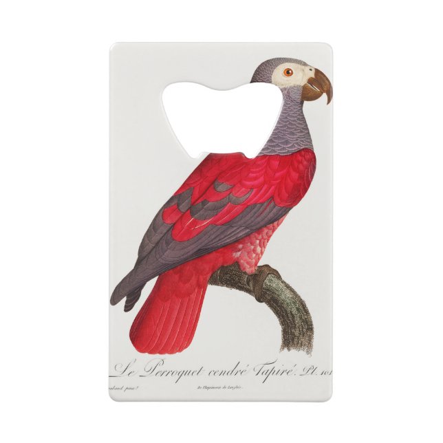 Le perroquet rouge gris, Psittacus erithacus (Dos)