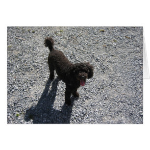 Le petit caniche noir