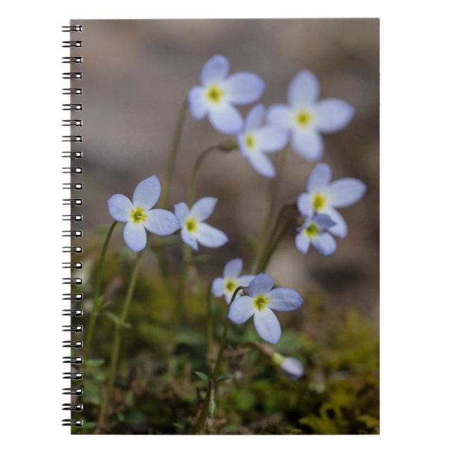 Le petit pourpre de Bluets fleurit le carnet de (Devant)