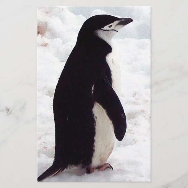 Le Pingouin Le Plus Cutest, Jamais (Devant)