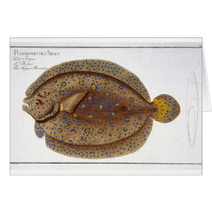 Le plat XLVI de flet d'Argus (Pleuronectes Argus)