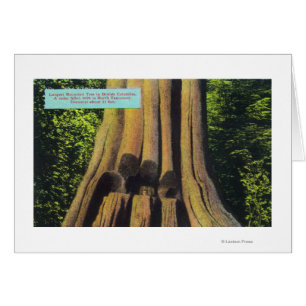 Le plus grand arbre enregistré dans l'arbre AVANT