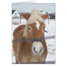 Le poney en hiver