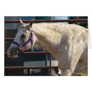 Le ponton des Amériques