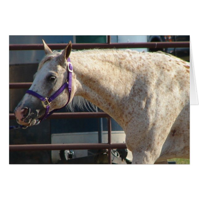 Le ponton des Amériques (Devant horizontal)