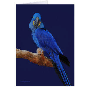 Le prince des perroquets