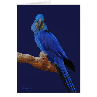 Le prince des perroquets