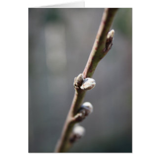 Le printemps arrive