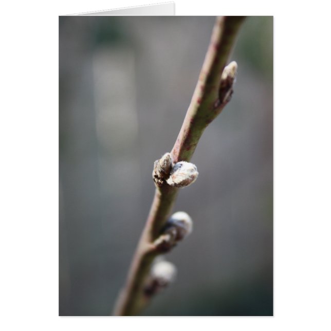 Le printemps arrive (Devant)