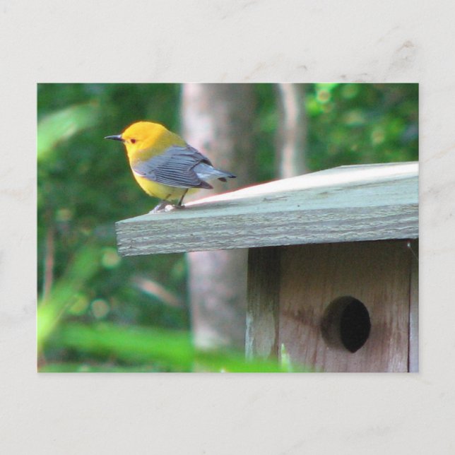 Le Prothonotary réclame la carte postale de boîte (Devant)