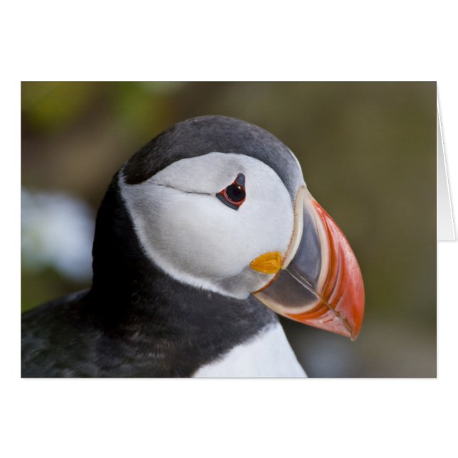 Le Puffin Atlantique, un oiseau marin pélagique (Devant horizontal)