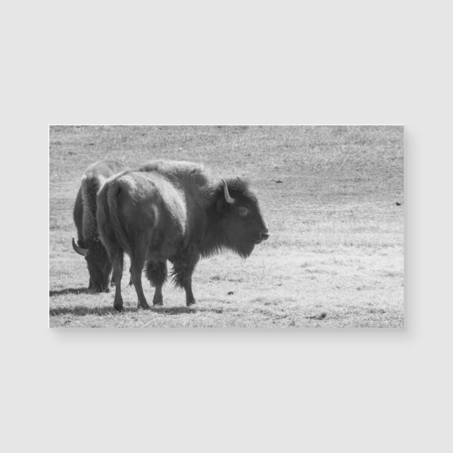 Le puissant buffle  (Devant)