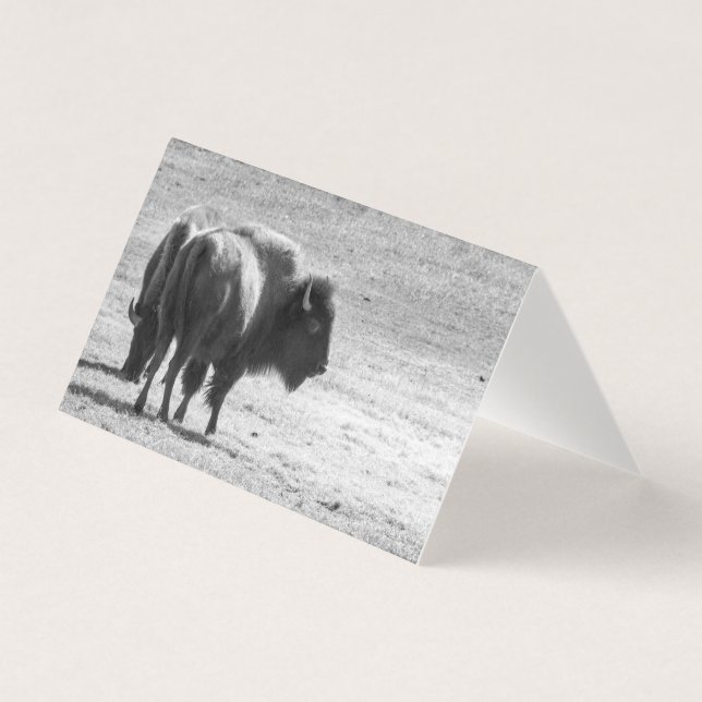 Le puissant buffle  (Front)