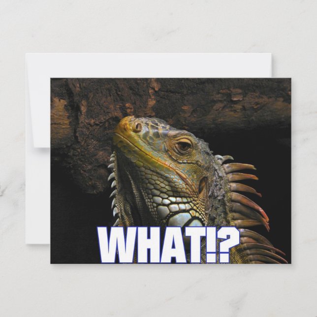 Le Quoi ! ? Iguana (Devant)