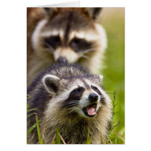 Le raton laveur Procyon, est très répandu,