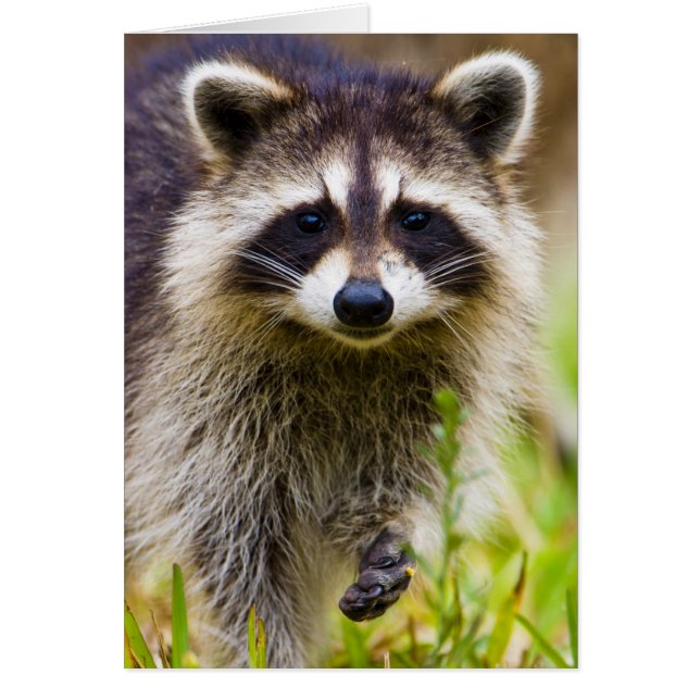 Le raton laveur, Procyon lotor (Devant)