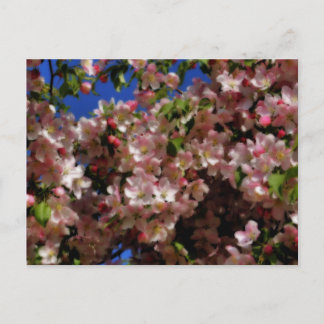 Le ressort rose se développe carte postale de