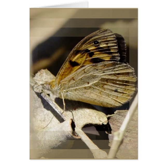 Le rêve papillon (Devant)