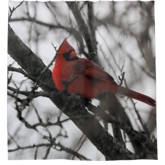 Le rideau de douche M. (Devant)
