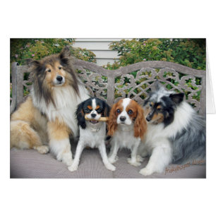 Le Roi cavalier Charles et Shelties