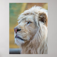 Le Roi de la Jungle Lion Imprimer Poster Oeuvre mu